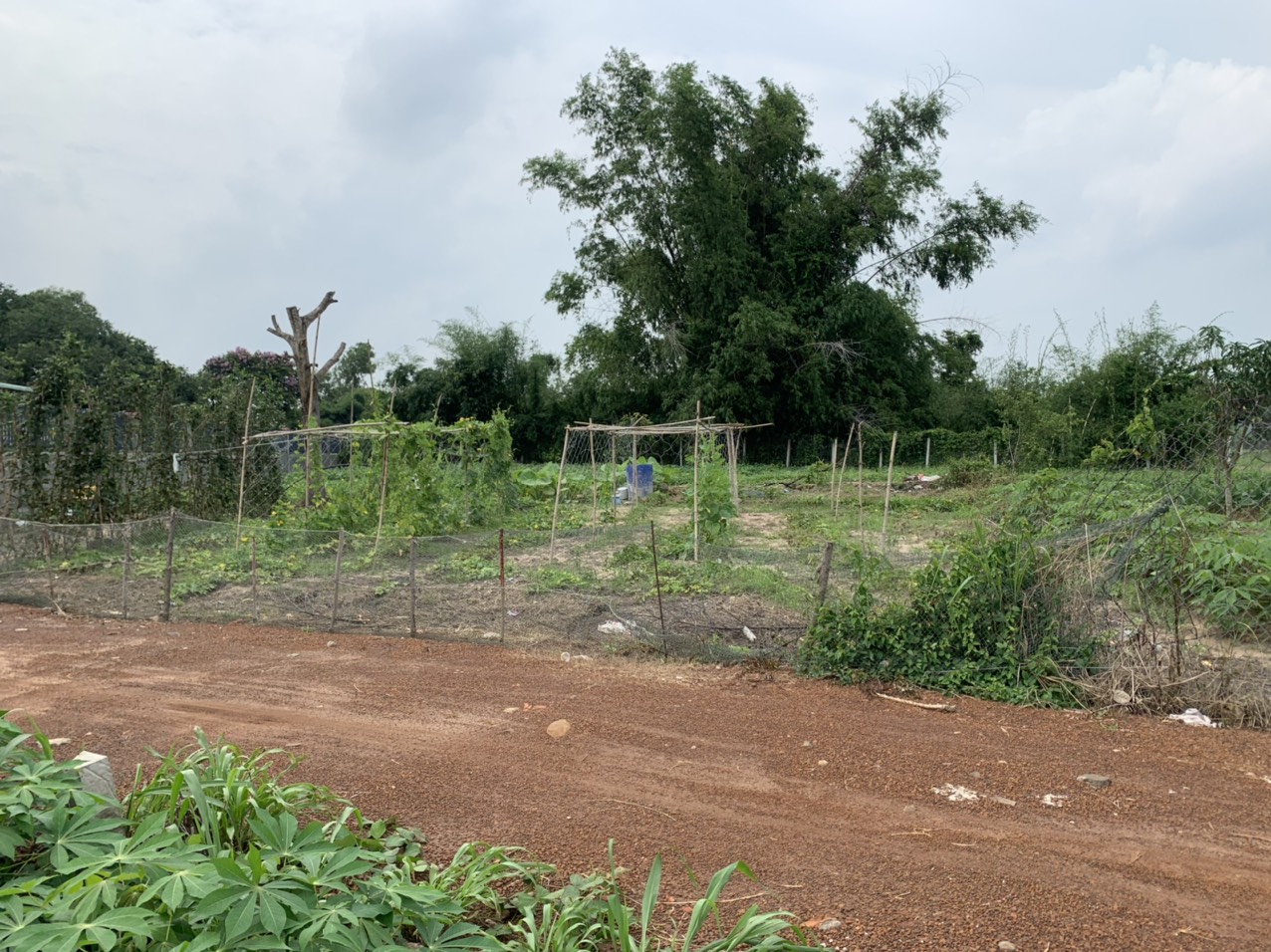 [CHÍNHCHỦ]Cần bán đất, Đất Đỏ,Bà Rịa-Vũng Tàu;1,3triệu/m2